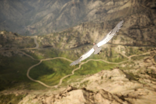 Ghost-Recon-Wildlands-100