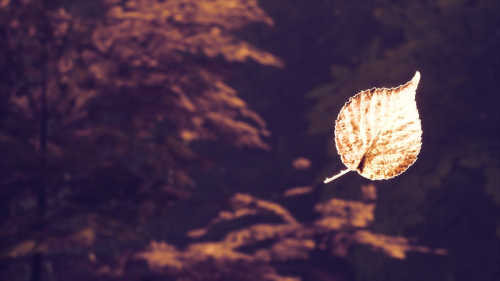 Kena-Bridge-of-Spirits-042